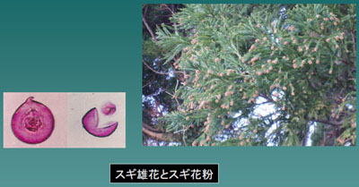 石川県医師会 医師のみなさま 花粉情報 平成31年スギ花粉情報